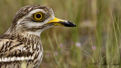 Eurasian Stone Curlew - Burhinus oedicnemus - Kocagöz