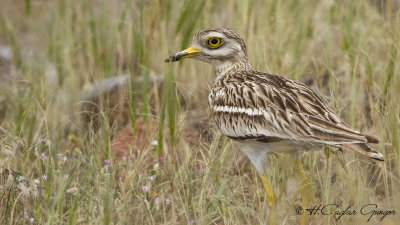 Eurasian Stone Curlew - Burhinus oedicnemus - Kocagöz