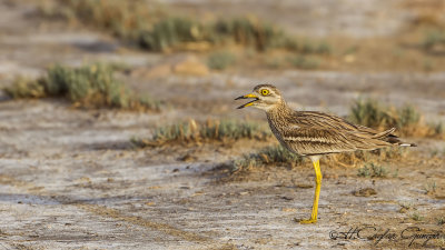 Eurasian Stone Curlew - Burhinus oedicnemus - Kocagöz