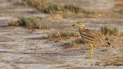 Eurasian Stone Curlew - Burhinus oedicnemus - Kocagöz