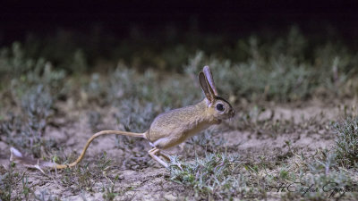 William's Jerboa - Allactaga williamsi - Araptavşanı