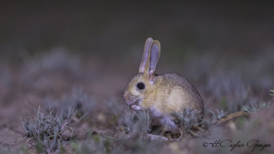 William's Jerboa - Allactaga williamsi - Araptavşanı