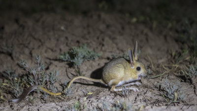 William's Jerboa - Allactaga williamsi - Araptavşanı