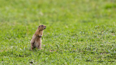 Anatolian Souslik-Ground Squirrel - Spermophilus xanthoprymnus - Gelengi-Anadolu Yersincabı