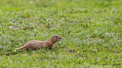 Anatolian Souslik-Ground Squirrel - Spermophilus xanthoprymnus - Gelengi-Anadolu Yersincabı