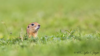 Anatolian Souslik-Ground Squirrel - Spermophilus xanthoprymnus - Gelengi-Anadolu Yersincabı