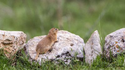 Anatolian Souslik-Ground Squirrel - Spermophilus xanthoprymnus - Gelengi-Anadolu Yersincabı