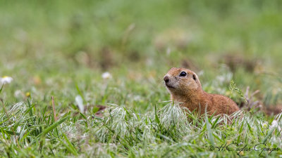 Anatolian Souslik-Ground Squirrel - Spermophilus xanthoprymnus - Gelengi-Anadolu Yersincabı