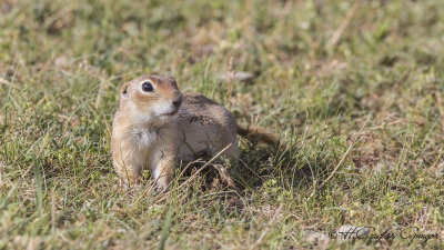 Anatolian Souslik-Ground Squirrel - Spermophilus xanthoprymnus - Gelengi-Anadolu Yersincabı