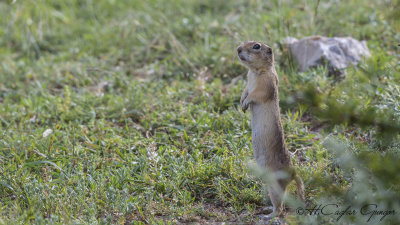 Anatolian Souslik-Ground Squirrel - Spermophilus xanthoprymnus - Gelengi-Anadolu Yersincabı