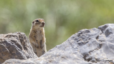 Anatolian Souslik-Ground Squirrel - Spermophilus xanthoprymnus - Gelengi-Anadolu Yersincabı