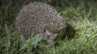 Southern White-breasted Hedgehog - Erinaceus concolor - Kirpi