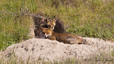 Red Fox - Vulpes vulpes - Kızıl tilki