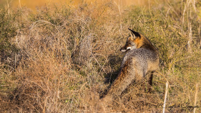 Red Fox - Vulpes vulpes - Kızıl tilki