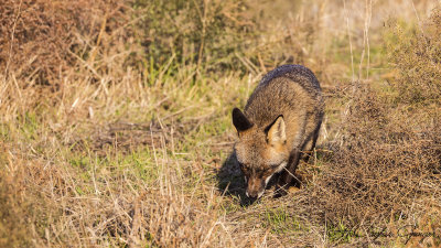 Red Fox - Vulpes vulpes - Kızıl tilki