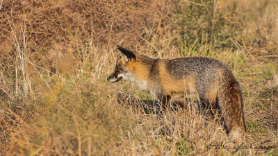 Red Fox - Vulpes vulpes - Kızıl tilki