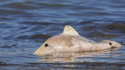 Harbour Porpoise - Phocoena phocoena - Mutur