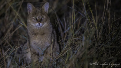 Jungle Cat - Felis chaus - Saz kedisi