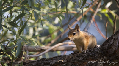Caucasian Squirrel - Sciurus anomalus - Sincap
