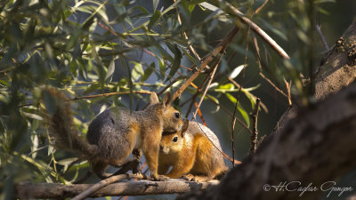 Caucasian Squirrel - Sciurus anomalus - Sincap