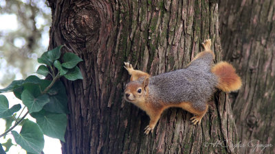 Caucasian Squirrel - Sciurus anomalus - Sincap