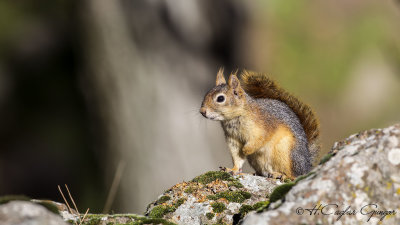 Caucasian Squirrel - Sciurus anomalus - Sincap