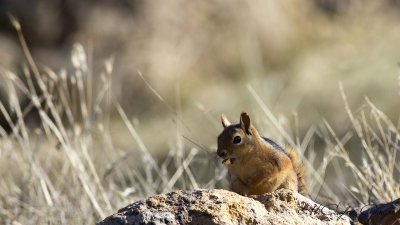 Caucasian Squirrel - Sciurus anomalus - Sincap
