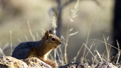 Caucasian Squirrel - Sciurus anomalus - Sincap
