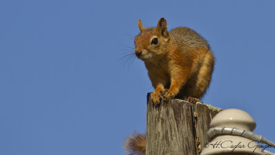 Caucasian Squirrel - Sciurus anomalus - Sincap