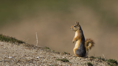 Caucasian Squirrel - Sciurus anomalus - Sincap