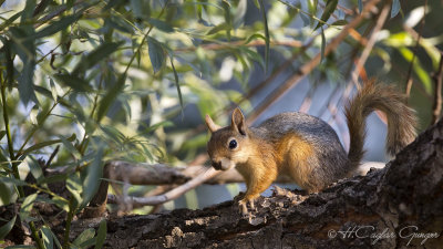 Caucasian Squirrel - Sciurus anomalus - Sincap