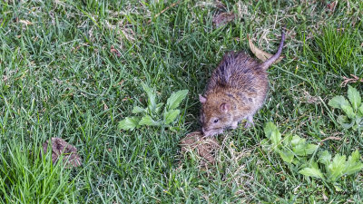 Black Rat - Rattus rattus - Sıçan