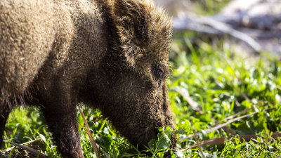 Boar - Sus Scrofa - Yabandomuzu