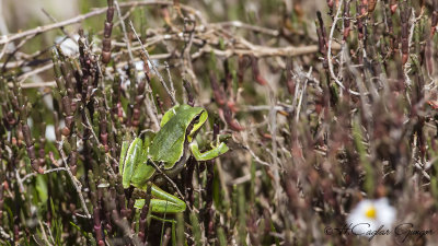 Oriental Tree Frog - Hyla orientalis - Oriental Ağaç kurbağası