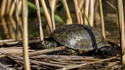 European Pond Turtle - Emys orbicularis - Benekli kaplumbağa
