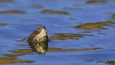 European Pond Turtle - Emys orbicularis - Benekli kaplumbağa