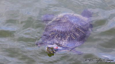 Red-eared Slider - Trachemys scripta - Kırmızı Yanaklı Su Kaplumbağası