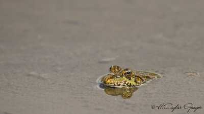 Levantine Marsh Frog- Pelophylax bedriagae - Levant Bataklık Kurbağası