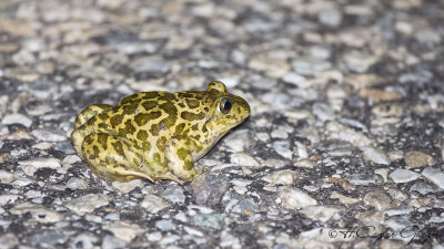 Eastern Syrian Spadefoot - Pelobates syriacus - Toprak kurbağası