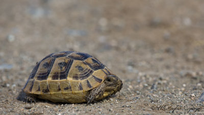 Tortoise - Testudo graeca - Tosbağa