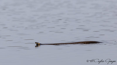 Grass Snake - Natrix natrix - Yarı Sucul Yılan - Küpeli Yılan