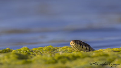 Grass Snake - Natrix natrix - Yarı Sucul Yılan - Küpeli Yılan