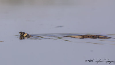 Grass Snake - Natrix natrix - Yarı Sucul Yılan - Küpeli Yılan