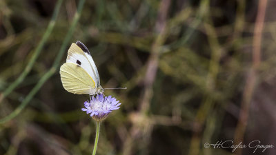 Large White - Pieris brassicae - Büyük Beyazmelek