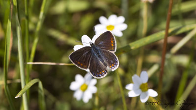 Common blue - Polyommatus icarus - Çokgözlü Mavi