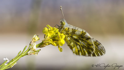 Eastern Dappled White - Euchloe ausonia - Dağ Oyklösü