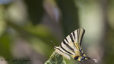Scarce swallowtail - Iphiclides podalirius - Erik Kırlangıçkuyruğu