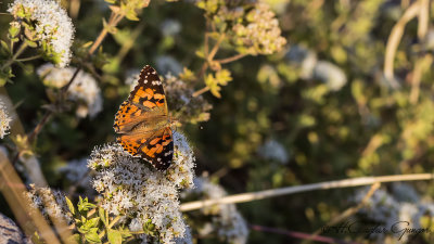 Painted Lady - Vanessa cardui - Diken kelebeği