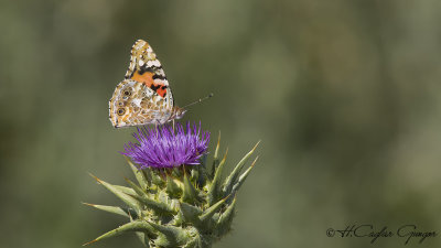 Painted Lady - Vanessa cardui - Diken kelebeği