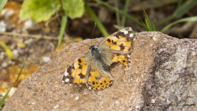 Painted Lady - Vanessa cardui - Diken kelebeği